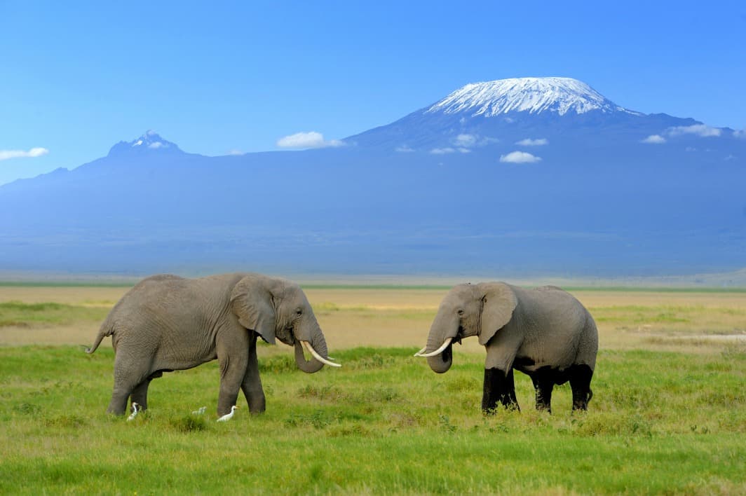 Quilimanjaro