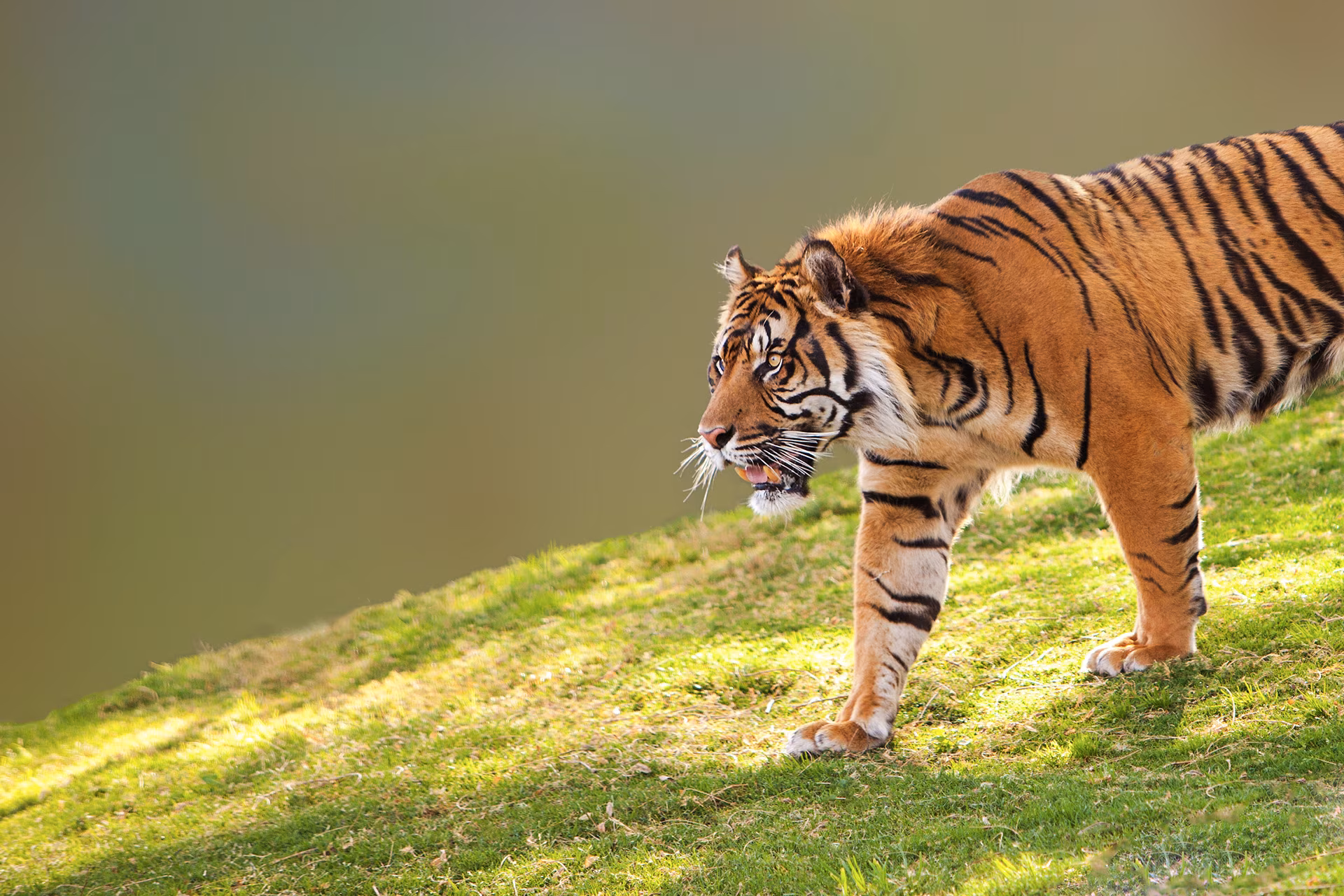 Nos pegadas do tigre de Sumatra