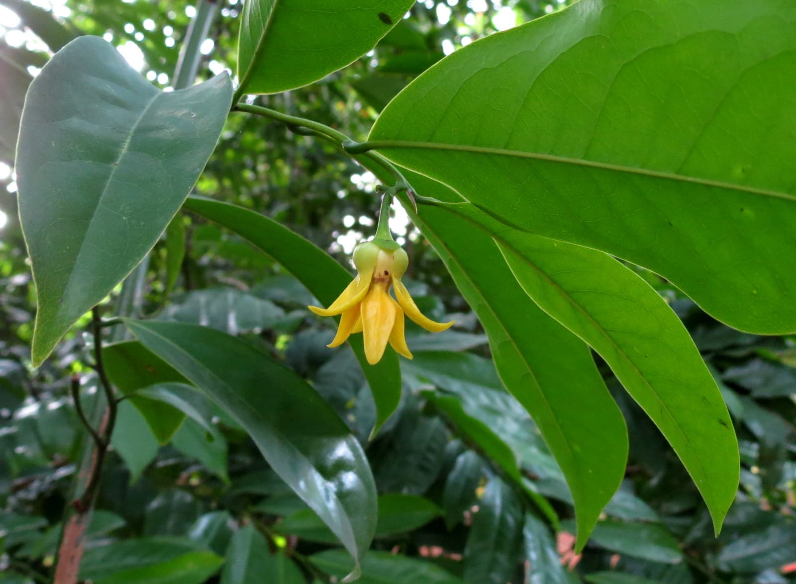 Ylang Ylang: outra joia negra de Madagascar