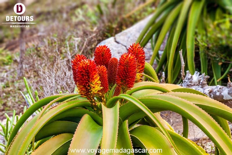 As plantas medicinais na vida quotidiana dos Malgaxes