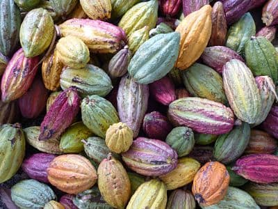O cacau de Madagascar, um cacau de exceção